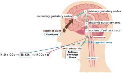 The importance of taste on swallowing function